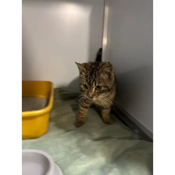 Znaleziono kota, Białystok, 11 marca 2026