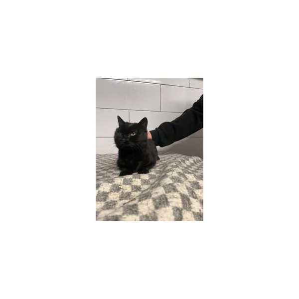 Znaleziono kota, Białystok, 25 marca 2026