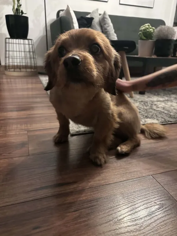 Znaleziono psa, Łódź, 21 kwietnia 2026