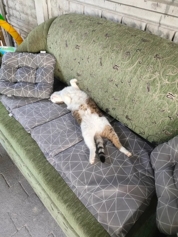 Zaginął kot, Odolanów, 22 kwietnia 2026 (2/3)