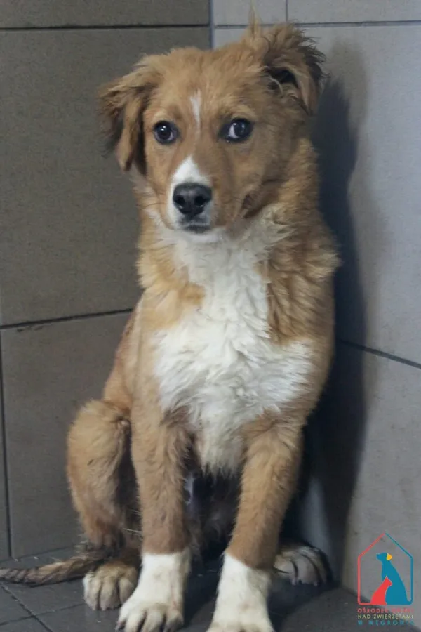 Pies do adopcji, Grudziądz, 18 marca 2026