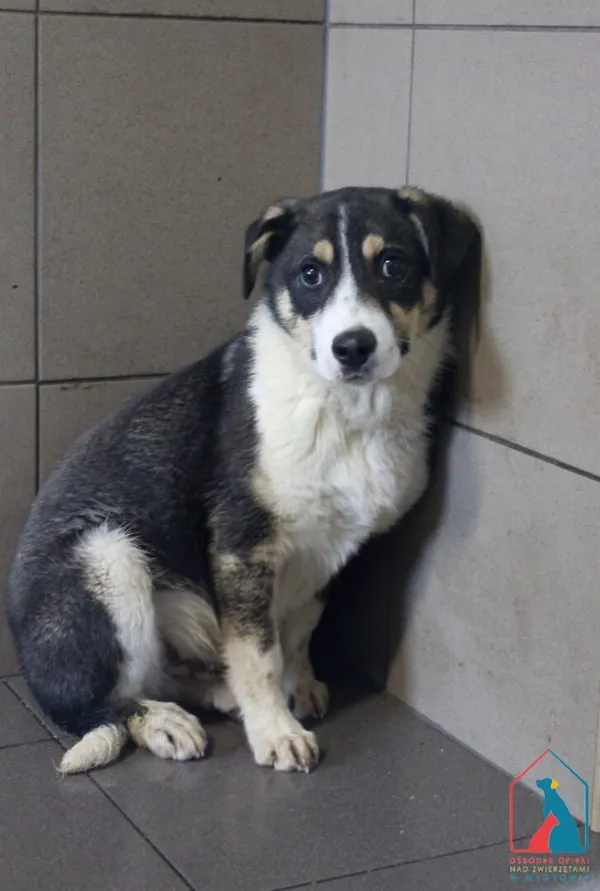 Pies do adopcji, Grudziądz, 18 marca 2026