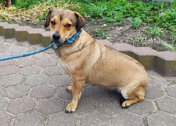 Znaleziono psa, Toruń, 20 kwietnia 2026