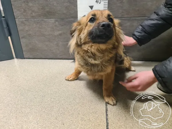 Pies do adopcji, Chełmek, 2 kwietnia 2026