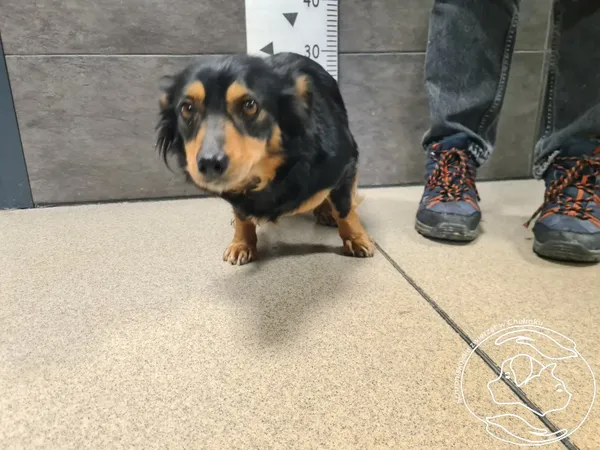 Pies do adopcji, Chełmek, 27 marca 2026