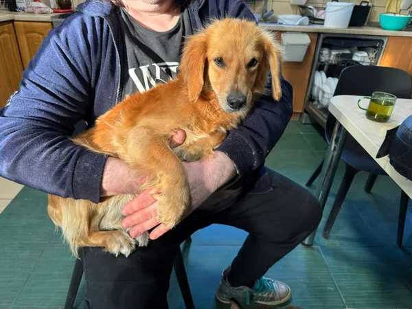 Pies do adopcji, Zgierz, 21 kwietnia 2026 (2/2)