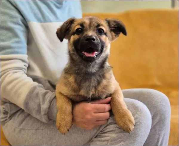 Znaleziono psa, Grudziądz, 28 marca 2026