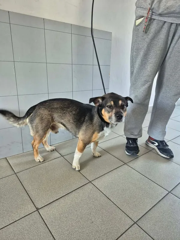 Znaleziono psa, Lublin, 19 kwietnia 2026