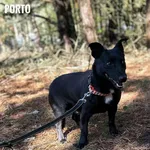Pies do adopcji