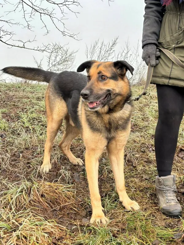 Pies do adopcji, Przyborówko, 22 kwietnia 2026 (1/3)