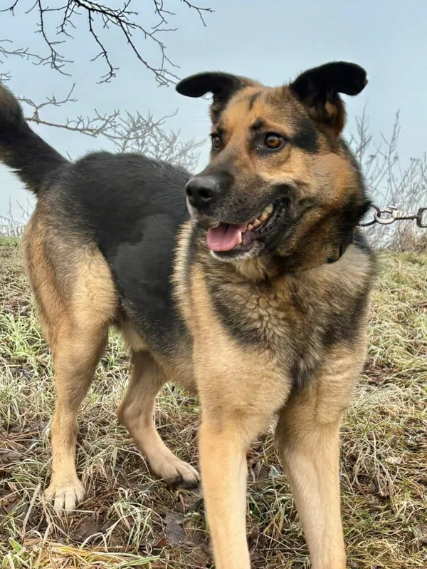 Pies do adopcji, Przyborówko, 22 kwietnia 2026 (2/3)