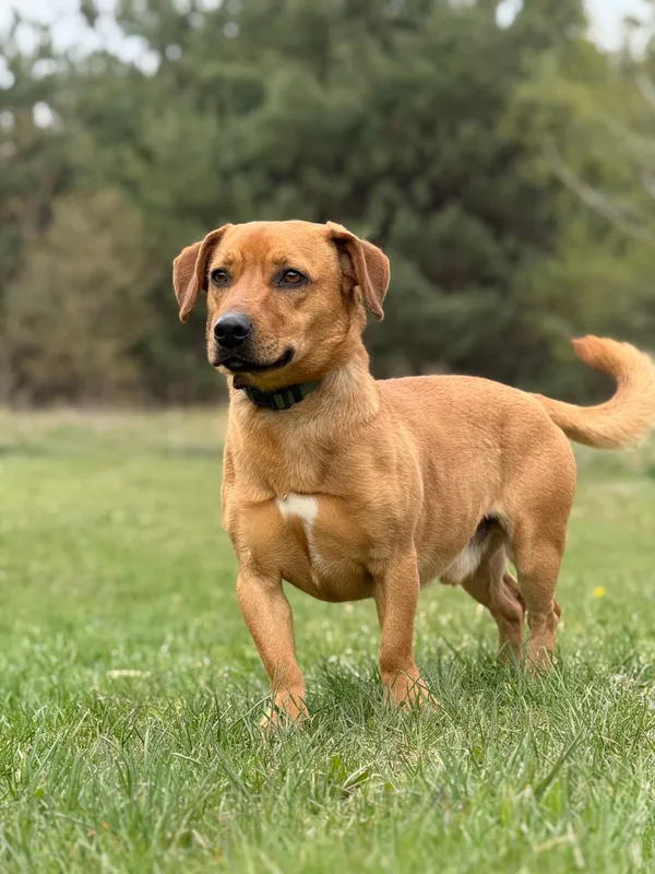 Pies do adopcji, Pieczyska, 22 kwietnia 2026 (2/5)