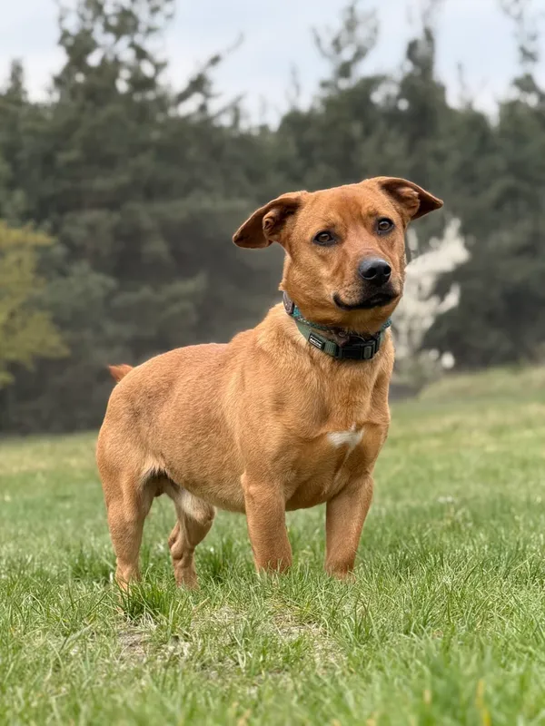 Pies do adopcji, Pieczyska, 22 kwietnia 2026 (4/5)