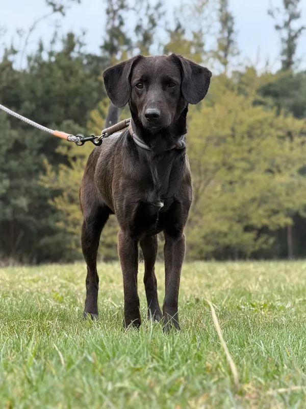 Pies do adopcji, Pieczyska, 22 kwietnia 2026 (2/5)