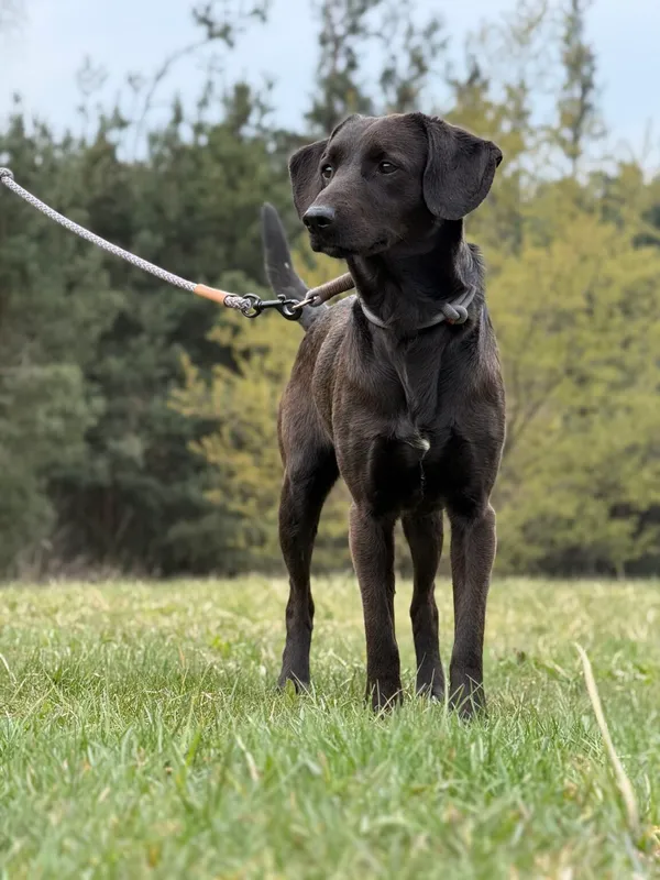 Pies do adopcji, Pieczyska, 22 kwietnia 2026 (3/5)