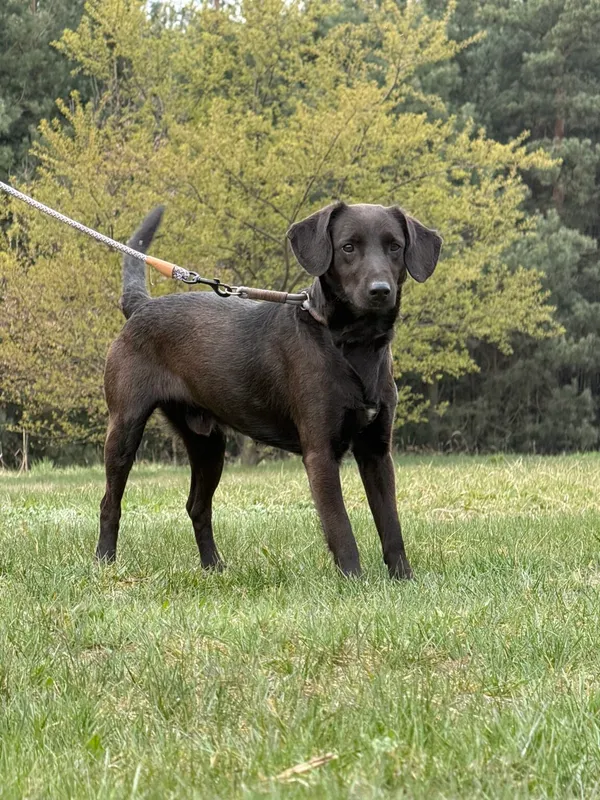 Pies do adopcji, Pieczyska, 22 kwietnia 2026 (4/5)