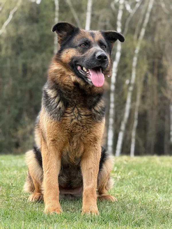 Pies do adopcji, Pieczyska, 22 kwietnia 2026 (3/5)