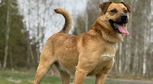 Pies do adopcji, Pieczyska, 22 kwietnia 2026 (1/5)