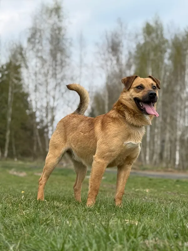 Pies do adopcji, Pieczyska, 22 kwietnia 2026 (2/5)