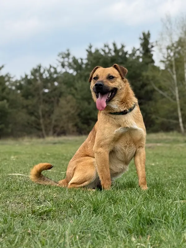 Pies do adopcji, Pieczyska, 22 kwietnia 2026 (3/5)