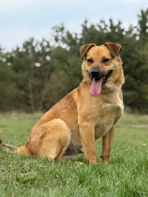 Pies do adopcji, Pieczyska, 22 kwietnia 2026 (5/5)