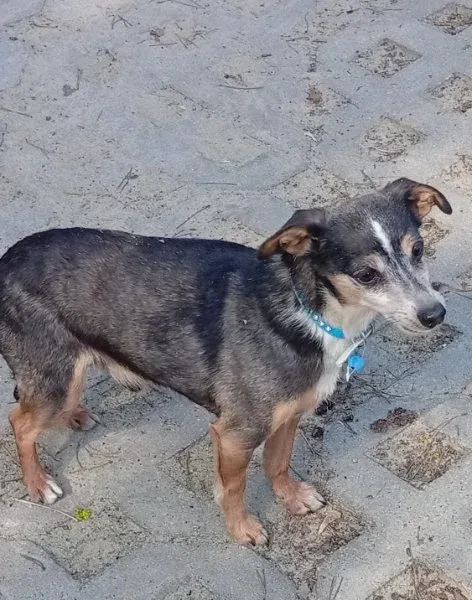 Pies do adopcji, Milanówek, 17 kwietnia 2026 (1/5)