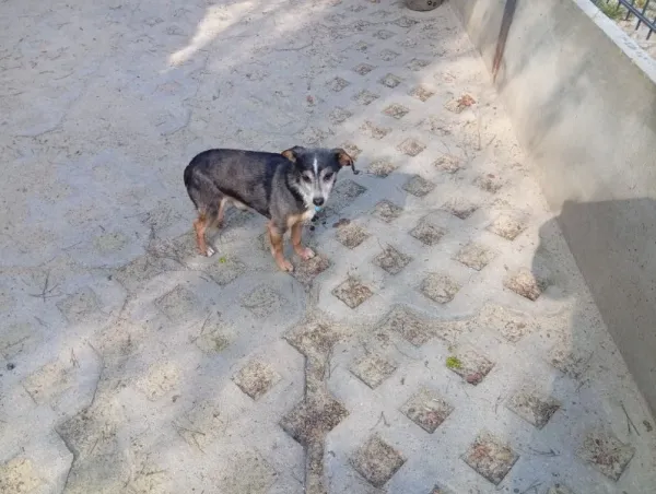 Pies do adopcji, Milanówek, 17 kwietnia 2026 (2/5)