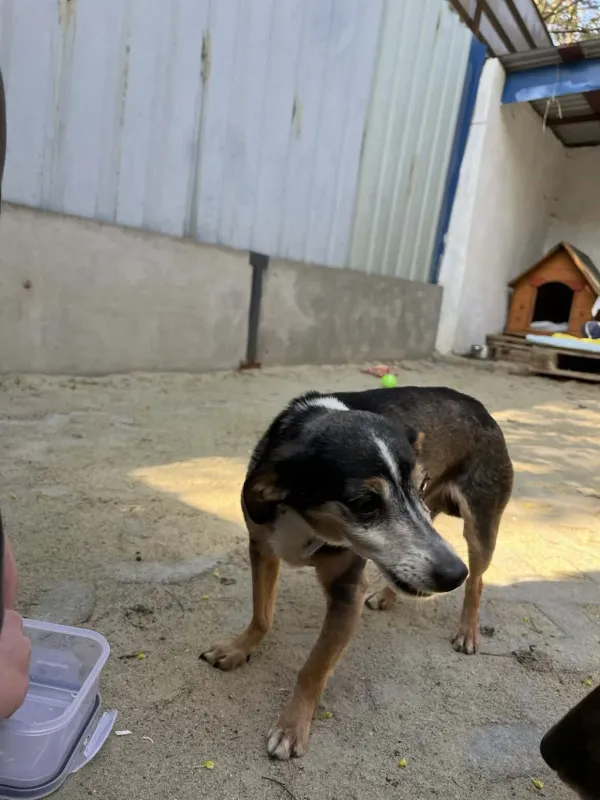 Pies do adopcji, Milanówek, 17 kwietnia 2026 (5/5)