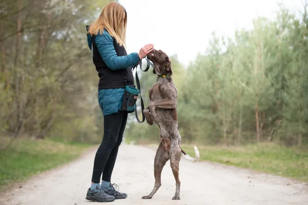Pies do adopcji, Nowodwór, 22 kwietnia 2026 (1/5)