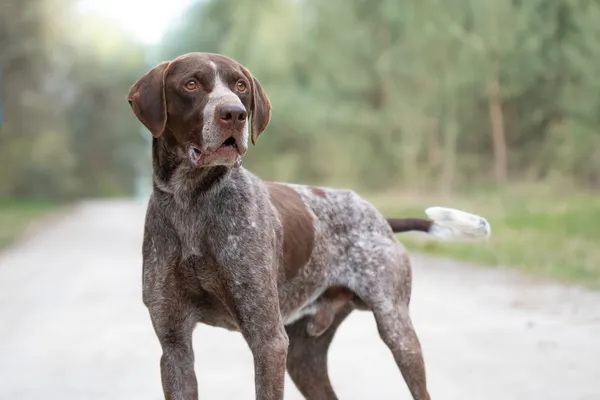 Pies do adopcji, Nowodwór, 22 kwietnia 2026 (5/5)