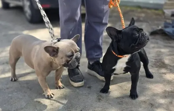 Znaleziono psa, Radom, 21 kwietnia 2026