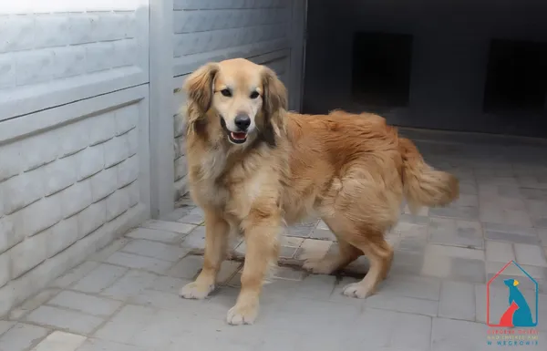 Pies do adopcji, Grudziądz, 19 marca 2026