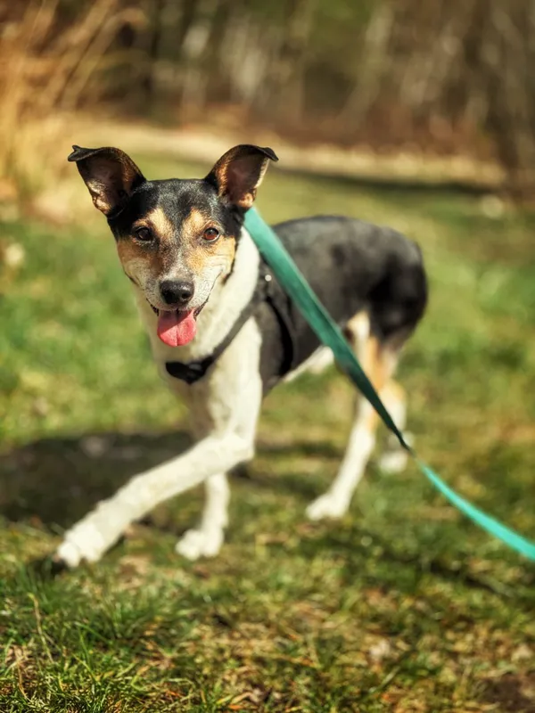 Pies do adopcji, Dłużyna Górna, 22 kwietnia 2026 (1/5)