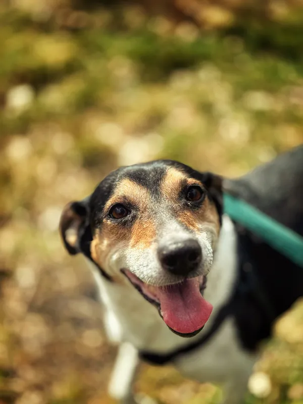 Pies do adopcji, Dłużyna Górna, 22 kwietnia 2026 (4/5)