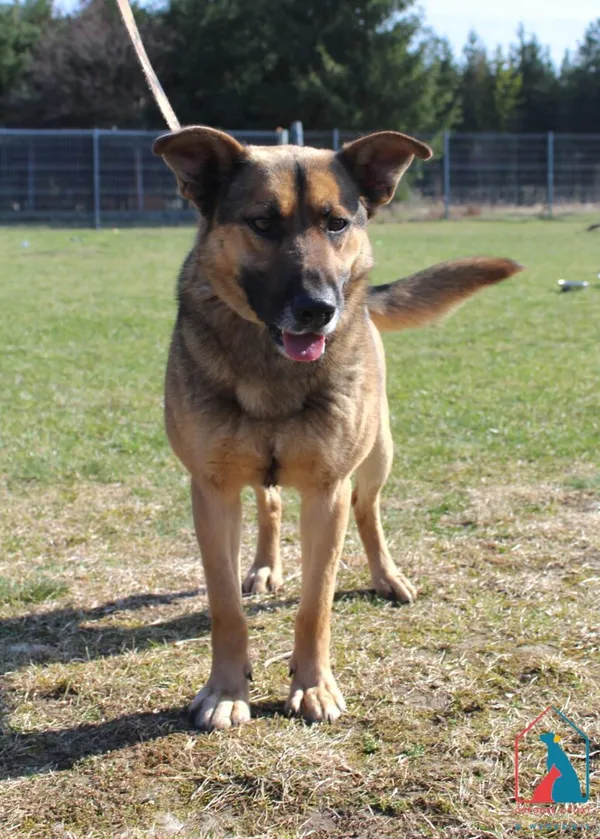 Pies do adopcji, Grudziądz, 26 marca 2026