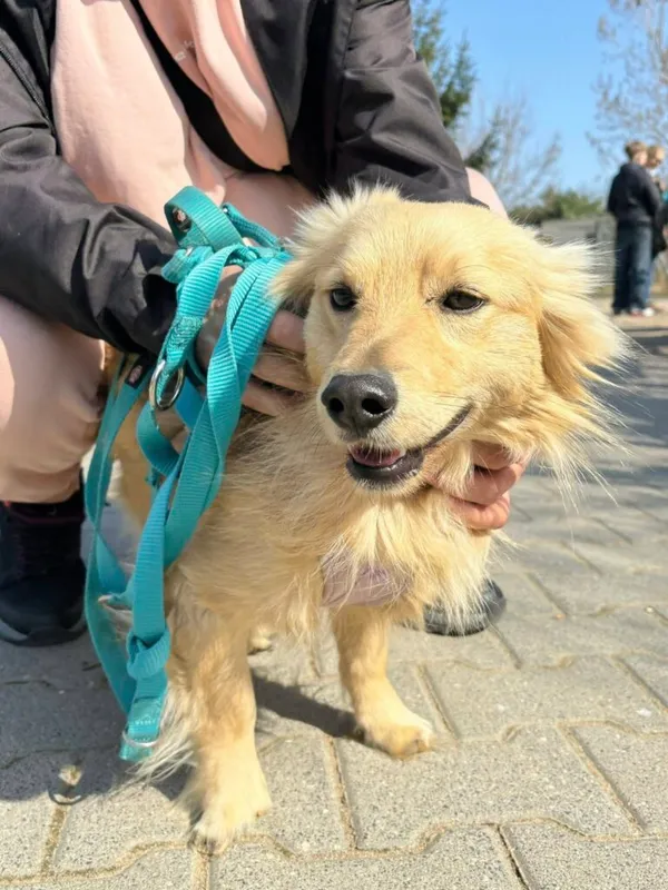 Pies do adopcji, Przyborówko, 22 kwietnia 2026 (1/3)