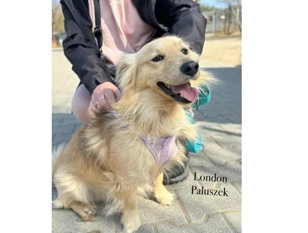 Pies do adopcji, Przyborówko, 22 kwietnia 2026 (3/3)