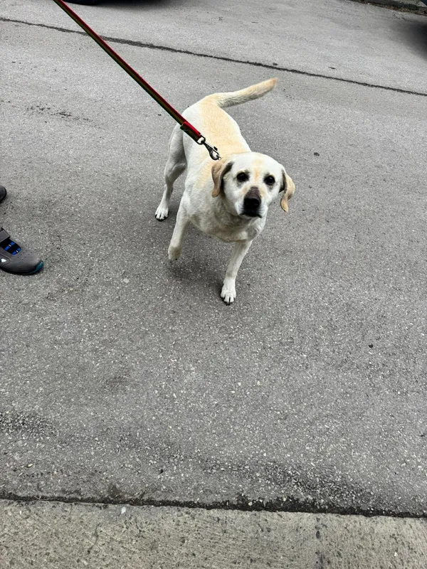 Znaleziono psa, Sosnowiec, 20 kwietnia 2026