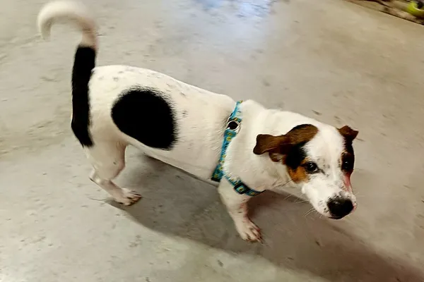 Znaleziono psa, Wałbrzych, 18 kwietnia 2026