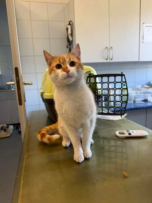 Znaleziono kota, Lublin, 23 kwietnia 2026