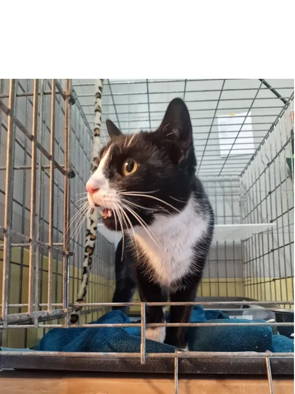 Kot do adopcji, Wrocław, 20 kwietnia 2026