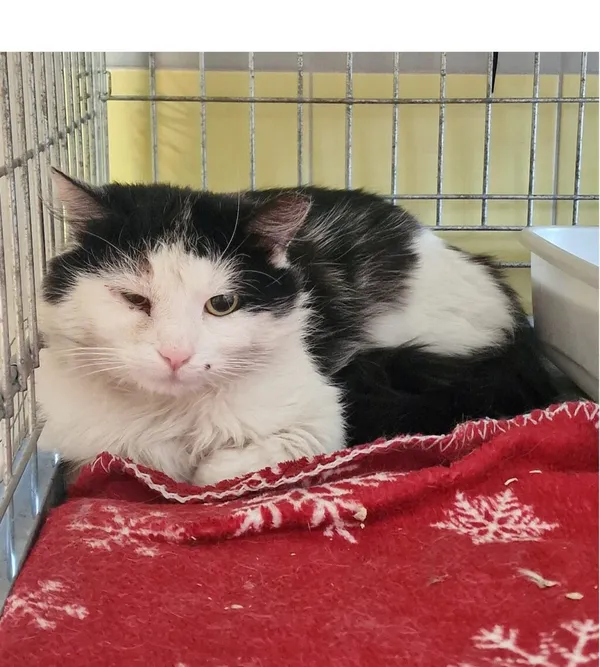 Kot do adopcji, Wrocław, 19 kwietnia 2026