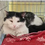Kot do adopcji