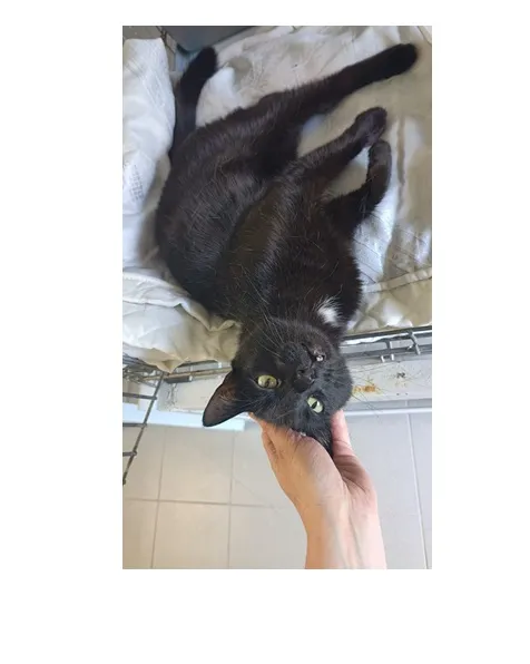 Kot do adopcji, Wrocław, 8 kwietnia 2026