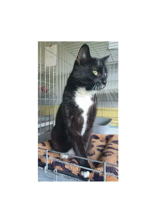 Kot do adopcji, Wrocław, 9 kwietnia 2026