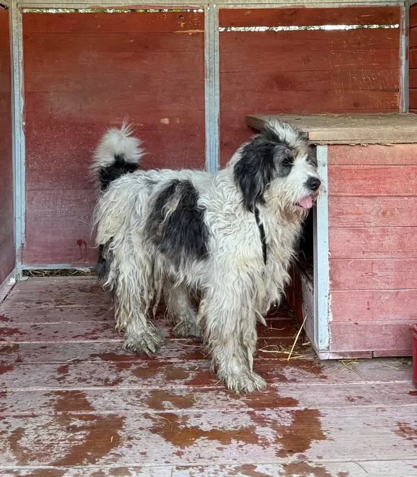 Znaleziono psa, Lublin, 22 kwietnia 2026