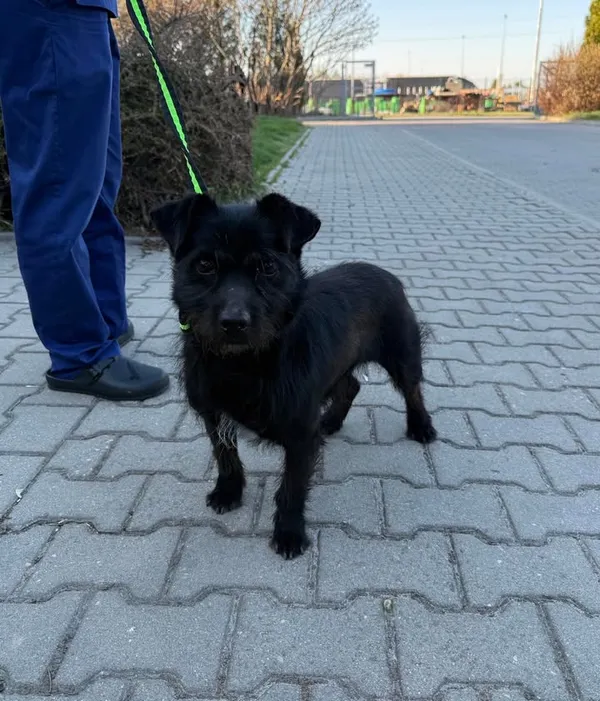 Znaleziono psa, Lublin, 22 kwietnia 2026