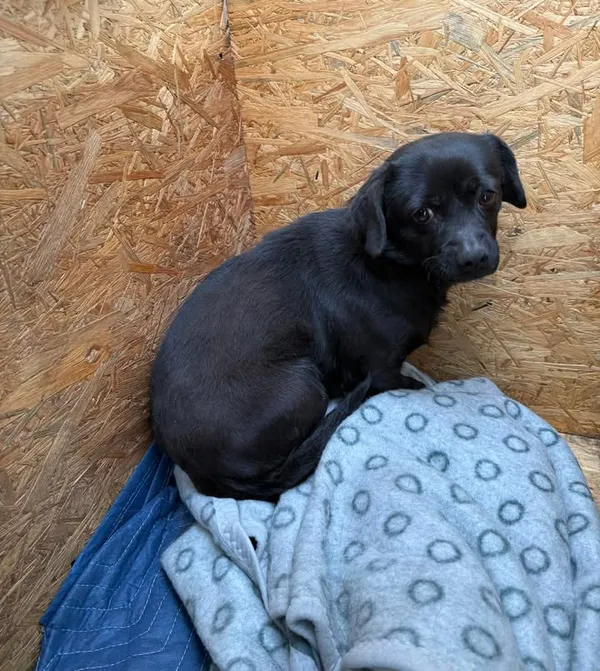 Znaleziono psa, Lublin, 23 kwietnia 2026