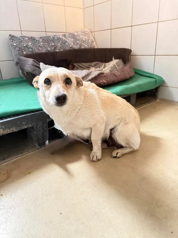 Znaleziono psa, Lublin, 23 kwietnia 2026