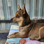 Pies do adopcji